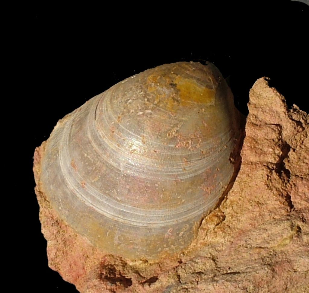 Bivalve dell''Aaleniano